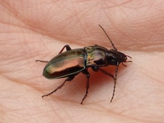 Pterostichus burmeisteri