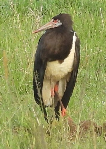 Abdim's Stork (Ciconia abdimii), photo 4