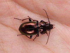 Pterostichus burmeisteri
