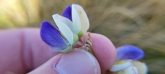 Lupinus variicolor