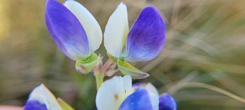 Lupinus variicolor, photograph 1