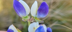 Lupinus variicolor, photograph author not stated, no rights reserved