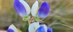 Lupinus variicolor, photograph author not stated, no rights reserved
