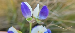 Lupinus variicolor, photograph author not stated, no rights reserved