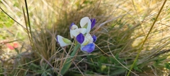 Lupinus variicolor, photograph author not stated, no rights reserved