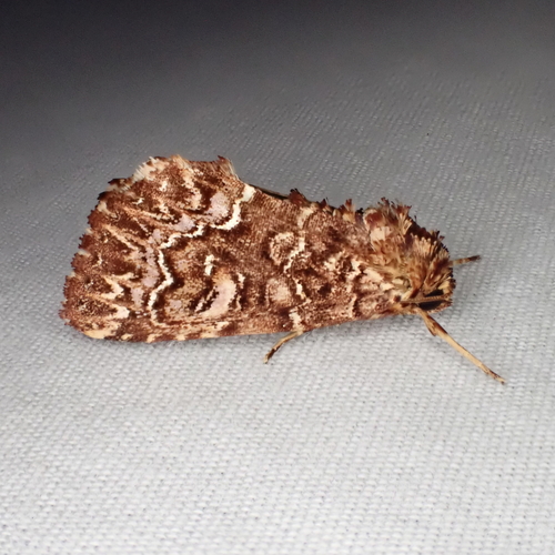 Callopistria granitosa Guenée, 1852