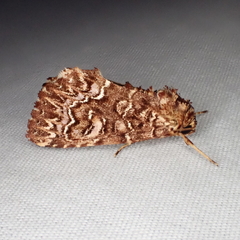 Callopistria granitosa