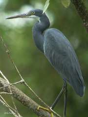 Egretta gularis