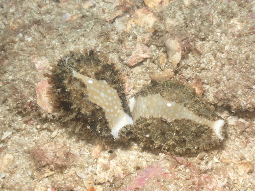 Cypraea miliaris observed 2026-06-13
