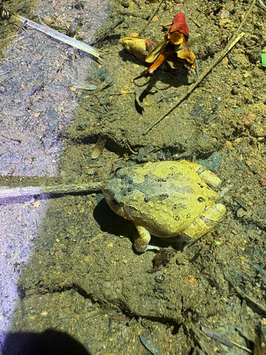 Glyphoglossus guttulatus observed 2026-06-19