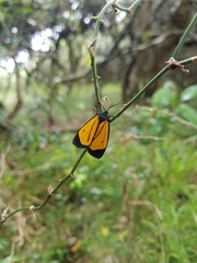 Paratype univitta