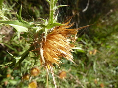 Carlina corymbosa