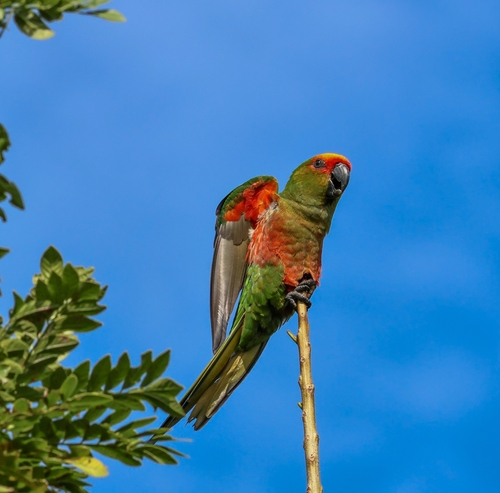 Golden-capped Parakeet
