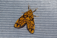 Tumicla sagenaria
