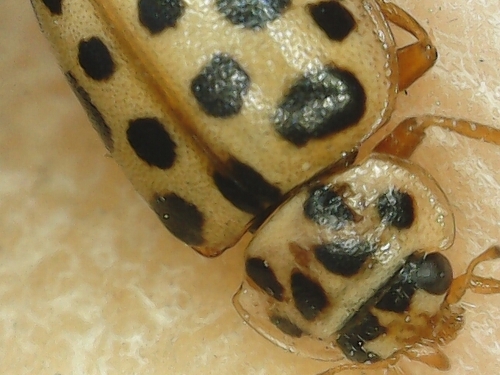 Water Ladybird, photo 4 of 9