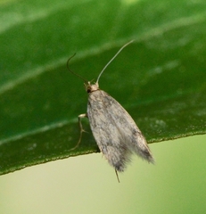 Opostegidae