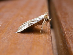 Chorsia perversa