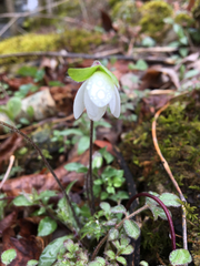 Hepatica