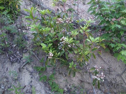 Mountain Laurel