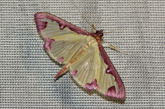 Cadarena pudoraria