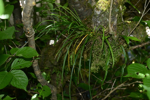 Drymotaenium miyoshianum iNat (2)
