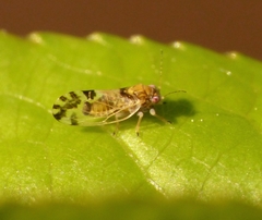Cacopsylla pulchella