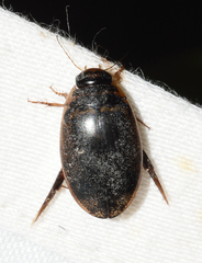 Thermonectus basillaris