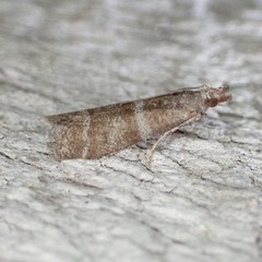 Ephestia columbiella