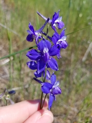 Delphinium variegatum variegatum