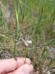 Delphinium variegatum variegatum