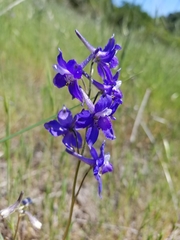 Delphinium variegatum variegatum