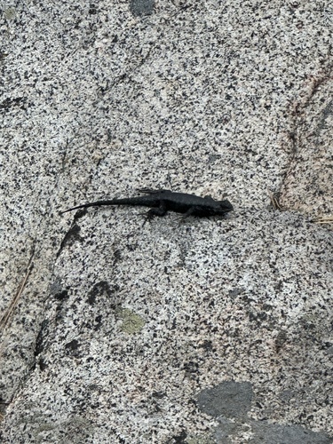 iNaturalist observation photo of Spiny Lizards