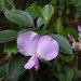 Water Blossom Pea - Photo (c) Hamish Robertson, some rights reserved (CC BY-NC), uploaded by Hamish Robertson