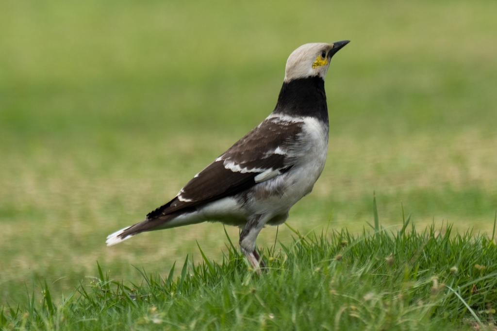 Black-Collared Starling
