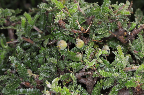 Osteomeles schweriniae