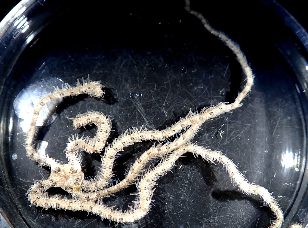Macrophiothrix variabilis