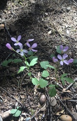 Cardamine nuttallii