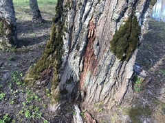 Phytophthora ramorum