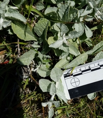 Corethrogyne leucophylla