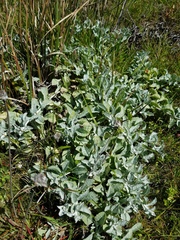 Corethrogyne leucophylla