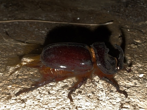 European Rhinoceros Beetle