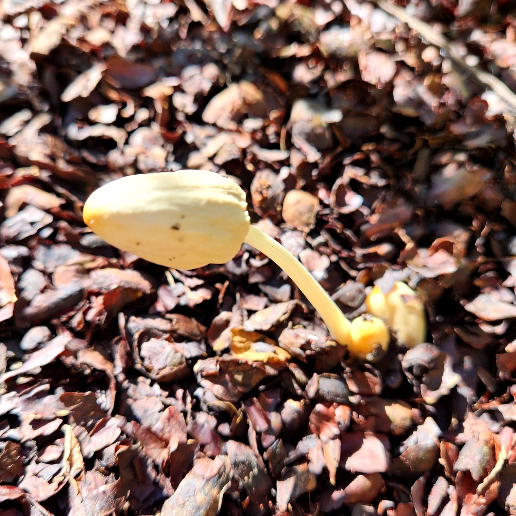 Fragile Dapperling · June 2026 · photo: Photo: (c) John Dunlevy, some rights reserved (CC BY) · iNaturalist