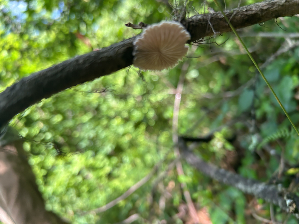 splitgill mushroom · June 2026 · photo: Photo: no rights reserved · iNaturalist