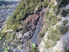 Phytophthora ramorum