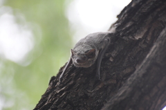 Taphozous mauritianus