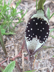 Aristolochia erecta