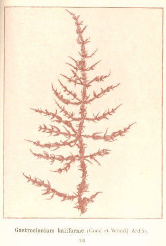 Chylocladia verticillata