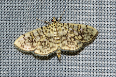 Haritalodes polycymalis
