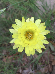 Pyrrhopappus pauciflorus
