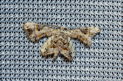 Leucoplema dohertyi